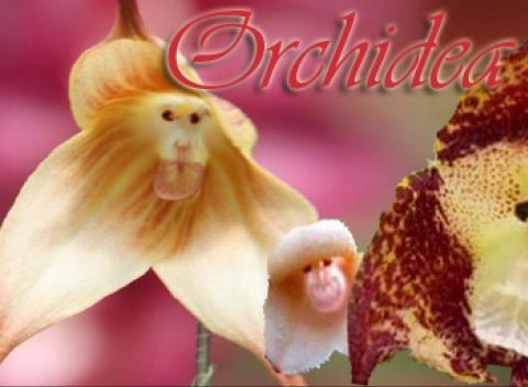 Milujete netradičné veci a radi šokujete okolie? Potom je pre Vás táto orchidea tým pravým potešením. V kvete orchidey uvidíte opičiu tvár!