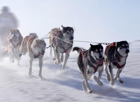 Jazda na psom záprahu v prekrásnej donovalskej prírode, počas ktorej môžete zažiť neopísateľnú krásu, adrenalín a dobrodružstvo. 