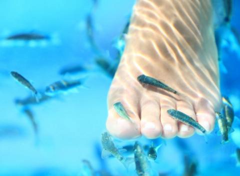 Zverte svoje nohy najšikovnejším pedikérom na svete – malým rybičkám Garra Rufa, ktoré jemnými dotykmi odstránia všetku odumretú kožu. 