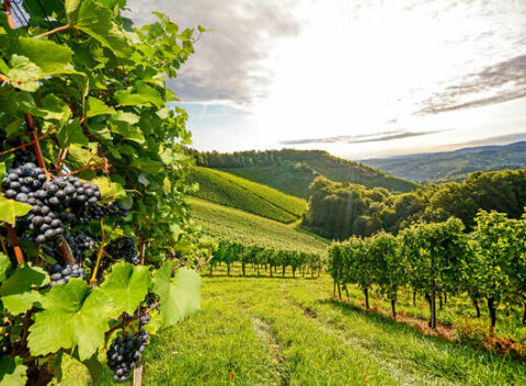 Pobyt v hoteli Maxim*** v Malých Karpatoch s raňajkami - objavujte západné Slovensko.