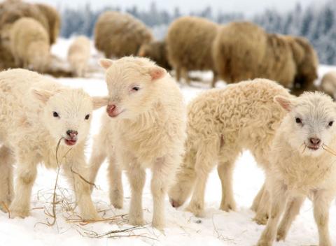 Rozprávková dovolenka na ozajstnom salaši s ovečkami. Zimný pobyt na 2 až 7 nocí uprostred čarokrásnej Oravskej prírody. 