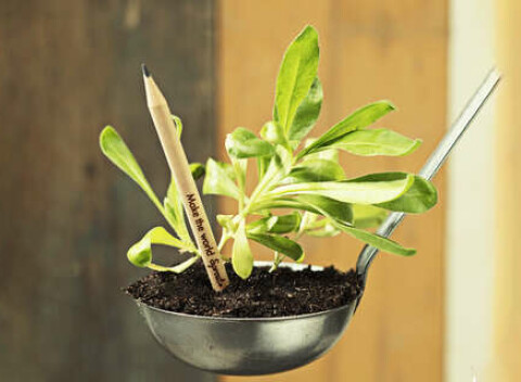 Rastúce ceruzky a živé pohľadnice Sprout: Polievajte a zmenia sa na kvet či bylinku.