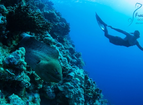 Dvojdňový intenzívny kurz freedivingu, potápanie do hĺbky až 15 metrov na  jeden nádych.
