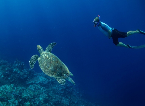 Rád šnorchluješ a nestačí ti pozerať sa na podvodný svet len z hladiny? Dvojdňový intenzívny kurz freedivingu, potápania do hĺbky 15 metrov.
