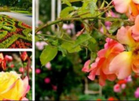 Navštívte mesto Baden kde vás očaria tisíce ruží a nazrite do tajomstvom opradenej histórie cisárskeho loveckého zámočku vo Viedenskom lese.