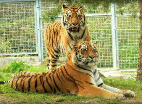 Vstupenka do ZOO pre dospelých, detí aj dôchodcov -  vyše 530 zvierat 130-tich druhov.