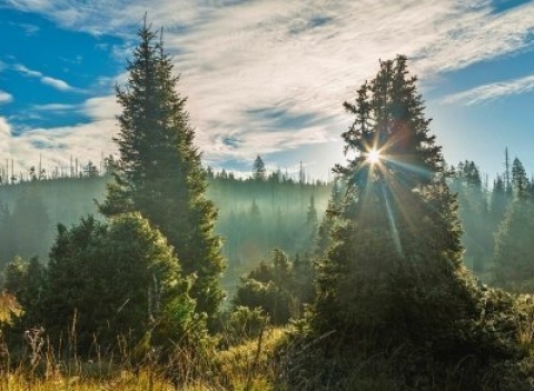 Rodinná letná dovolenka v Bavorských lesoch v hoteli Mitterdorf *** s plnou penziou.