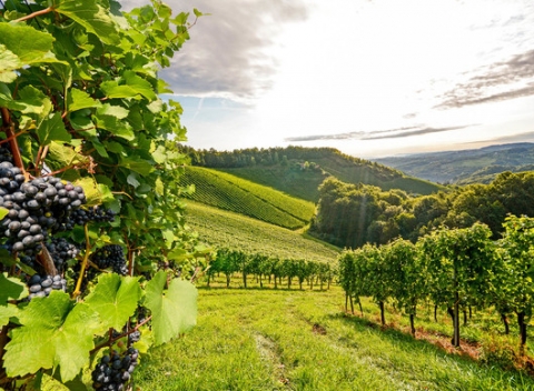 Ochutnávka vín a romantický pobyt v hoteli Maxim*** v Malých Karpatoch.