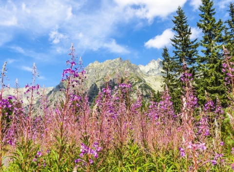 Leto v srdci Vysokých Tatier z pohodlia hotela Palace Tivoli *** priamo pod Gerlachovským štítom.