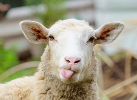 Rozprávková dovolenka na ozajstnom salaši uprostred krásnej prírody severnej Oravy.