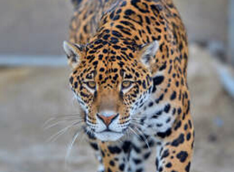 Vstupy do Malkia Parku so zachránenými mačkovitými šelmami a kontaktnými zvieratkami.