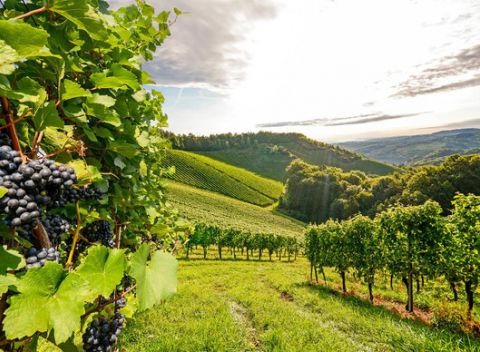 Romantický pobyt v hoteli Maxim*** v Malých Karpatoch s možnosťou ochutnávky vín vo vínnej pivnici.