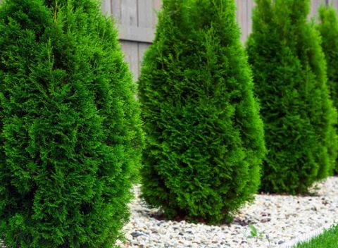 Rýchlorastúca Thuja Smaragd, Thuja Danica alebo Smrek sivý sú obľúbené okrasné dreviny do živých plotov.
