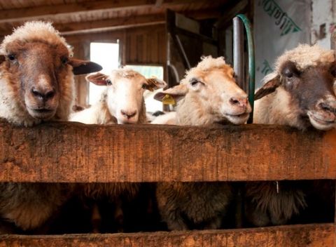 Slovenská dovolenka uprostred gazdovského dvora v Chalupe Pierko s raňajkami či polpenziou.