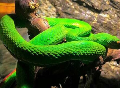 Tropical World - prvá kontaktná ZOO s plazmi na Slovensku