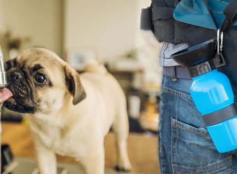 Cestovná fľaška na vodu pre havkáčov s uzáverom v tvare misky. Moderný a funkčný dizajn.