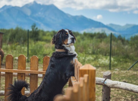 Vysoké Tatry: Tatragolf Mountain Resort **** v apartmáne s raňajkami či polpenziou a zľavou do AquaCity Poprad