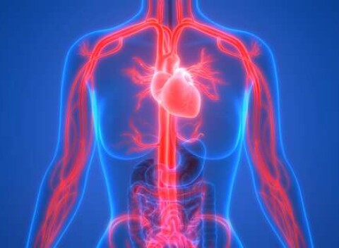 Vyšetrenie a liečba cievneho systému pomocou Sonotherapie, nová liečba fotomodulačnými LED panelmi, viď. www.sonotherapia.sk