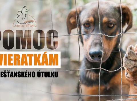 Pomôžte psíkom a mačičkám v Útulku Piešťany - venujte symbolické 1 € alebo balenie granúl.