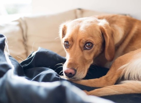 Peliešky pre vašich chlpáčov. V ponuke rôzne farby, veľkosti a typy.