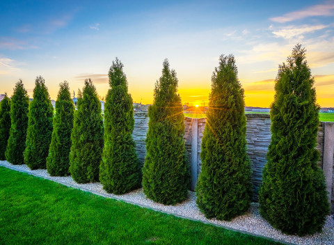 Tuja smaragdová alebo krušpán vždyzelený - rýchlorastúce stromčeky do každej záhrady.