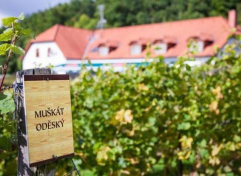 Doprajte si zaslúžený odpočinok a uvoľnite telo i myseľ na Morave. Skvelá rodinná dovolenka s ubytovaním v hoteli Sádek***.