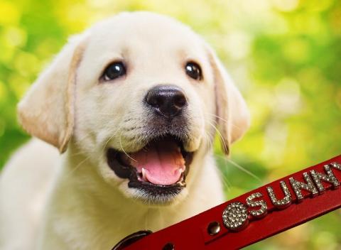 Darujte svojmu štvornohému miláčikovi krásny darček. Obojok z pravej kože ozdobený jeho menom z trblietavých písmenok s kamienkami. 