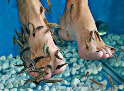 Pedikúra rybkami Garra rufa. Drobné rybky sú nielen estetickí pomocníci, ale aj liečitelia tých najnepríjemnejších kožných chorôb.