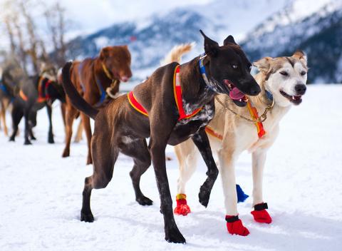 Rýchlo a zbesilo so psími záprahmi na Slovensku za super ceny! Vďaka inštruktážnemu kurzu sa z vás stane správny mašér.