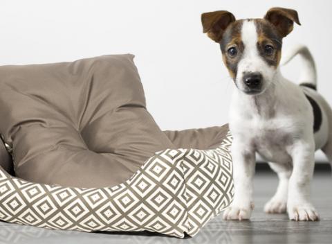 Pelechy a vankúše vo veselom farebnom prevedení pre vašich štvornohých miláčikov. Urobte vášmu psíkovi radosť skvelým darčekom.   