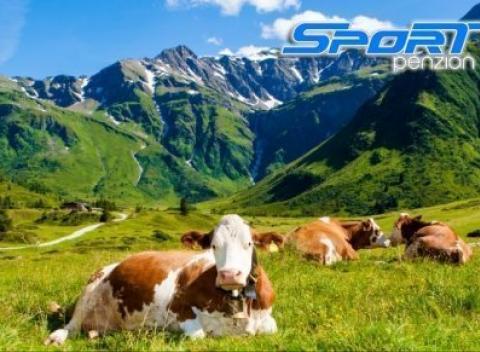 Užite si skvelú dovolenku uprostred čarokrásnej prírody Rakúskych Álp. Pobyt v českom penzióne Sport s raňajkami až do októbra.