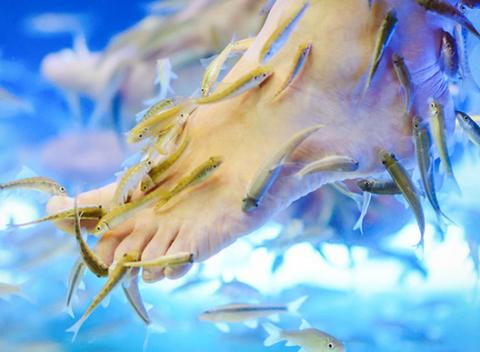 100 % prírodná pedikúra s využitím špeciálnych rybičiek Garra rufa, nazývaných aj Doktor ryba. Doprajte vašim nôžkam luxusnú starostlivosť. 