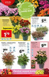 32. stránka Lidl letáku