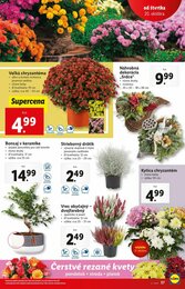 37. stránka Lidl letáku