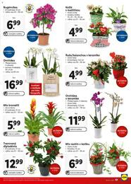 50. stránka Lidl letáku