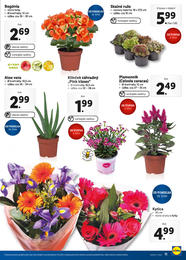 11. stránka Lidl letáku