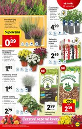 15. stránka Lidl letáku