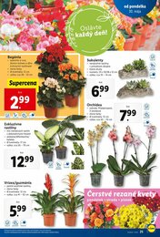 25. stránka Lidl letáku