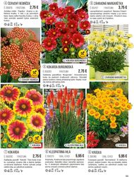 55. stránka Starkl letáku