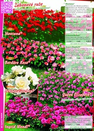 82. stránka Starkl letáku