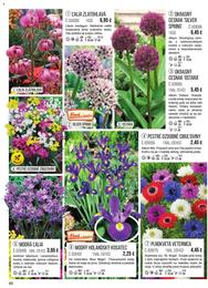 60. stránka Starkl letáku